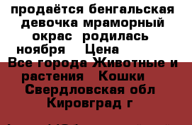 продаётся бенгальская девочка(мраморный окрас).родилась 5ноября, › Цена ­ 8 000 - Все города Животные и растения » Кошки   . Свердловская обл.,Кировград г.